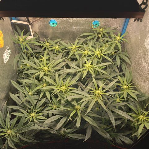 Glueberry OG & Banana Blaze #3 growlog timeline photo