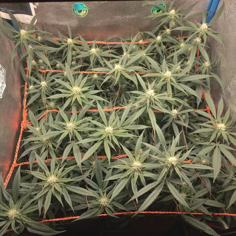 Glueberry OG & Banana Blaze #3 growlog timeline photo