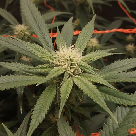 Glueberry OG & Banana Blaze #3 growlog timeline photo