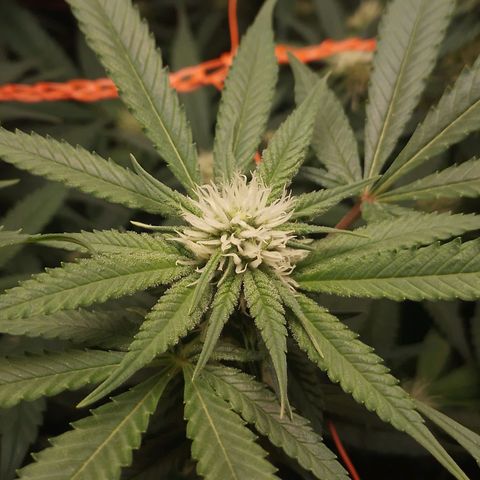 Glueberry OG & Banana Blaze #3 growlog timeline photo