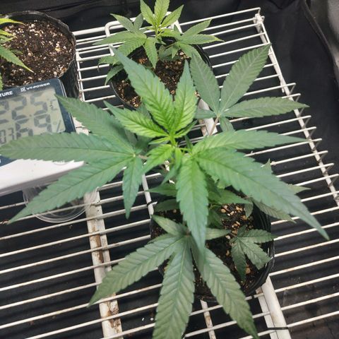 Glueberry OG y Banana Blaze #4 growlog timeline photo