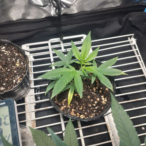 Glueberry OG y Banana Blaze #4 growlog timeline photo