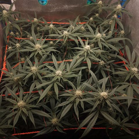Glueberry OG & Banana Blaze #3 growlog timeline photo
