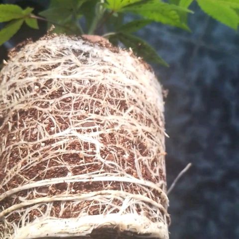 Glueberry OG y Banana Blaze #4 growlog timeline photo