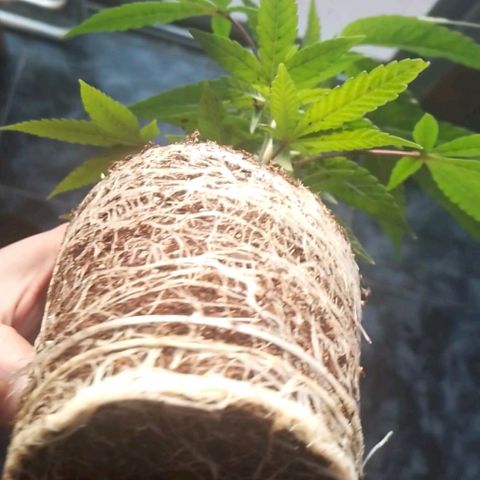 Glueberry OG y Banana Blaze #4 growlog timeline photo