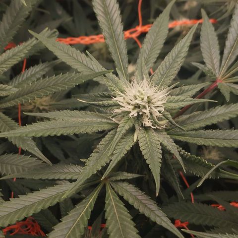 Glueberry OG & Banana Blaze #3 growlog timeline photo