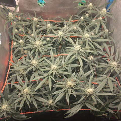 Glueberry OG & Banana Blaze #3 growlog timeline photo
