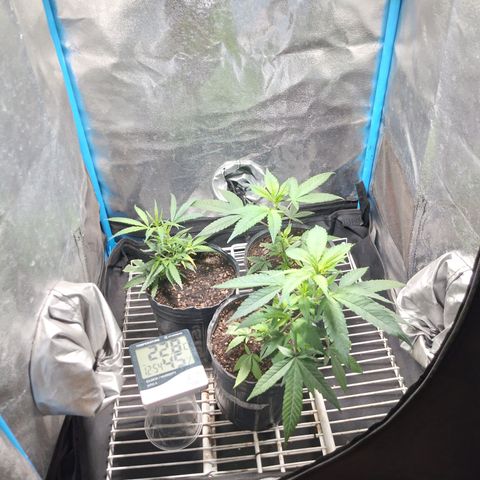Glueberry OG y Banana Blaze #4 growlog timeline photo