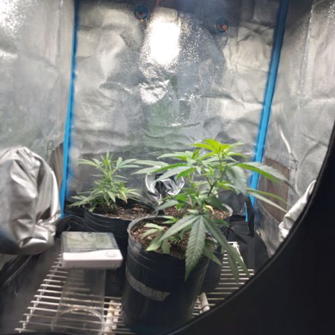 Glueberry OG y Banana Blaze #4 growlog timeline photo