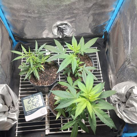 Glueberry OG y Banana Blaze #4 growlog timeline photo