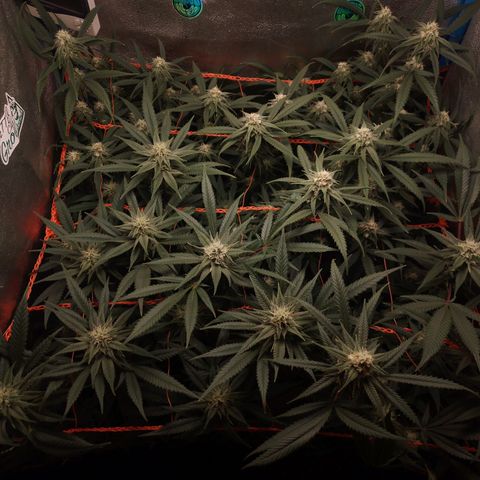 Glueberry OG & Banana Blaze #3 growlog timeline photo