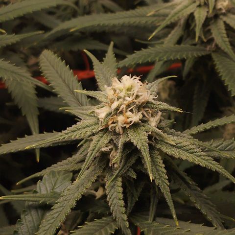 Glueberry OG & Banana Blaze #3 growlog timeline photo