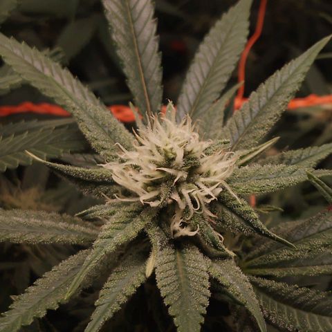 Glueberry OG & Banana Blaze #3 growlog timeline photo