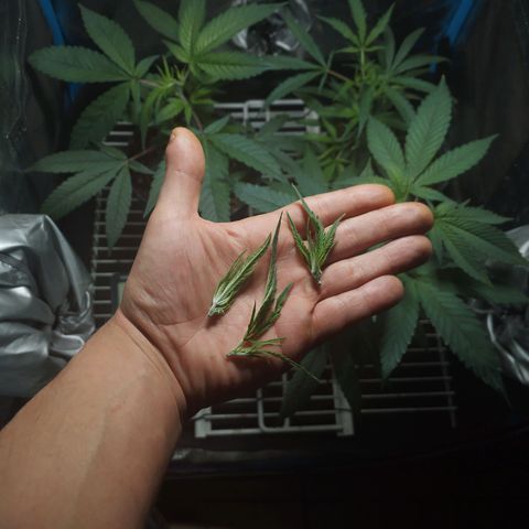 Glueberry OG y Banana Blaze #4 growlog timeline photo