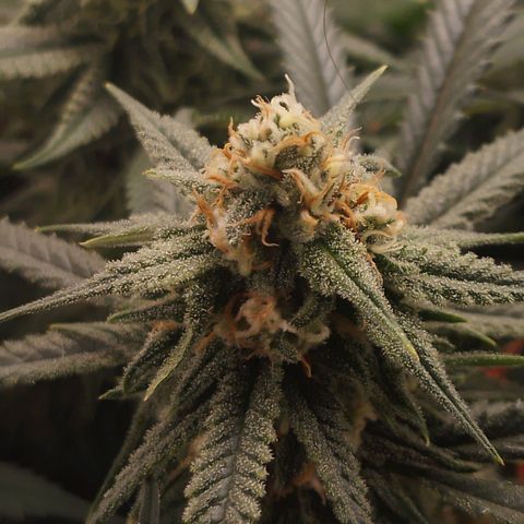 Glueberry OG & Banana Blaze #3 growlog timeline photo