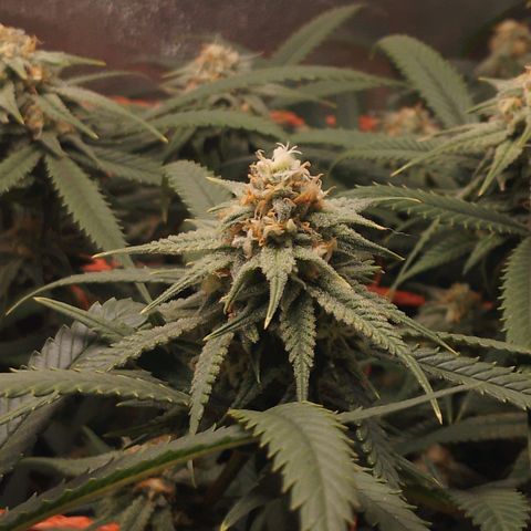 Glueberry OG & Banana Blaze #3 growlog timeline photo