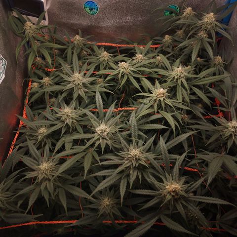Glueberry OG & Banana Blaze #3 growlog timeline photo