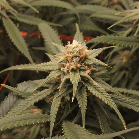 Glueberry OG & Banana Blaze #3 growlog timeline photo