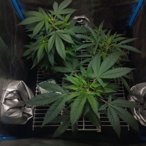Glueberry OG y Banana Blaze #4 growlog timeline photo