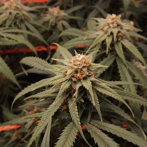 Glueberry OG & Banana Blaze #3 growlog timeline photo