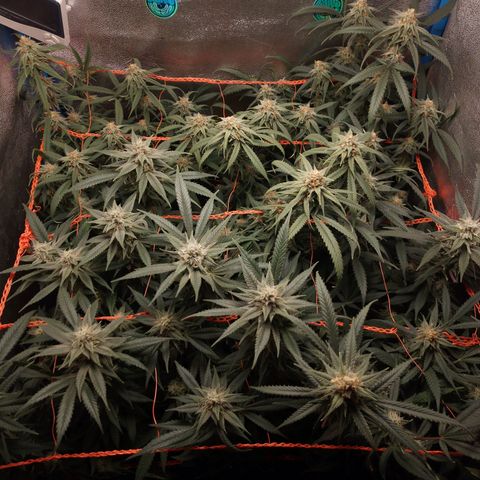 Glueberry OG & Banana Blaze #3 growlog timeline photo
