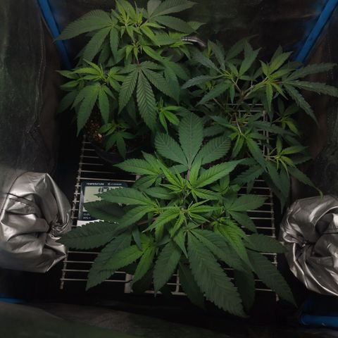 Glueberry OG y Banana Blaze #4 growlog timeline photo