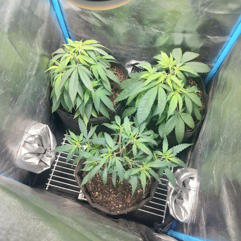 Glueberry OG y Banana Blaze #4 growlog timeline photo