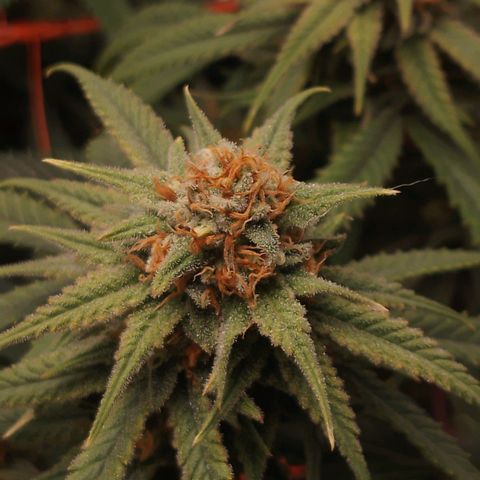 Glueberry OG & Banana Blaze #3 growlog timeline photo