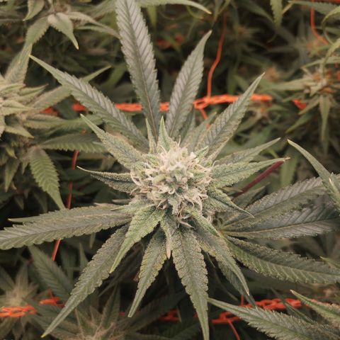 Glueberry OG & Banana Blaze #3 growlog timeline photo