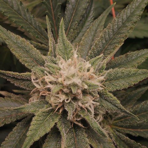 Glueberry OG & Banana Blaze #3 growlog timeline photo