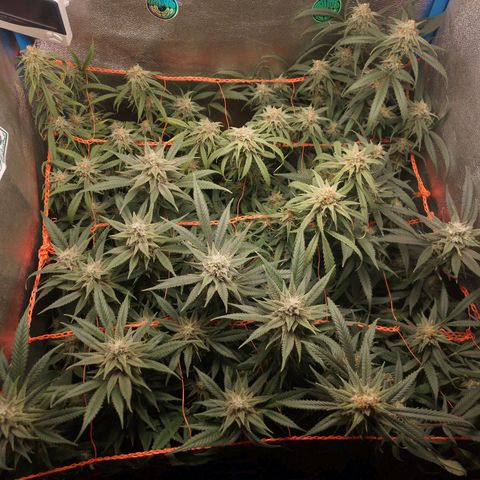 Glueberry OG & Banana Blaze #3 growlog timeline photo