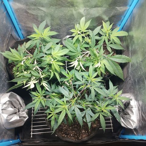 Glueberry OG y Banana Blaze #4 growlog timeline photo