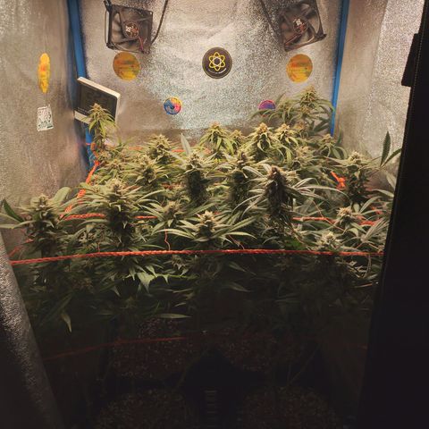 Glueberry OG & Banana Blaze #3 growlog timeline photo