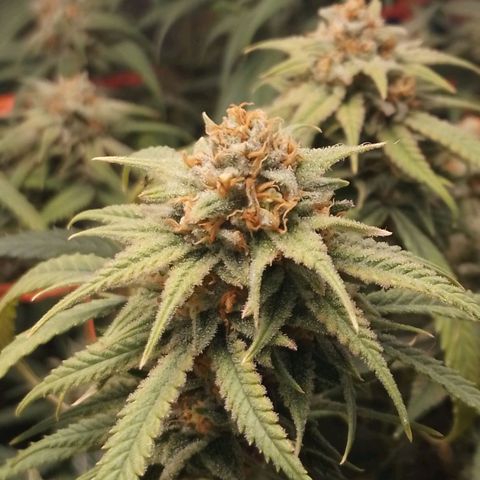 Glueberry OG & Banana Blaze #3 growlog timeline photo