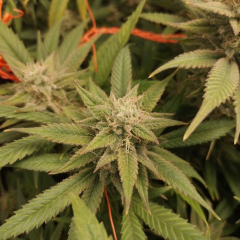 Glueberry OG & Banana Blaze #3 growlog timeline photo