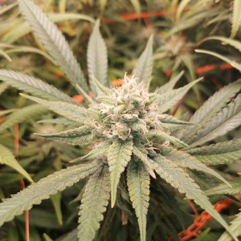 Glueberry OG & Banana Blaze #3 growlog timeline photo