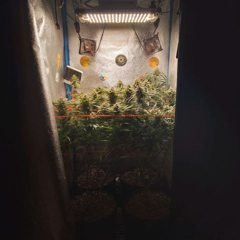 Glueberry OG & Banana Blaze #3 growlog timeline photo