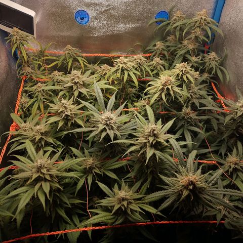 Glueberry OG & Banana Blaze #3 growlog timeline photo