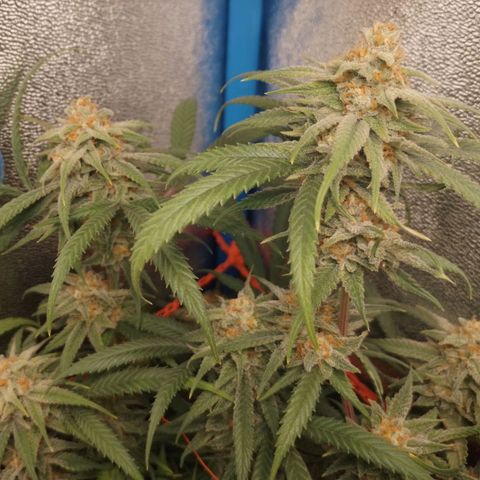 Glueberry OG & Banana Blaze #3 growlog timeline photo