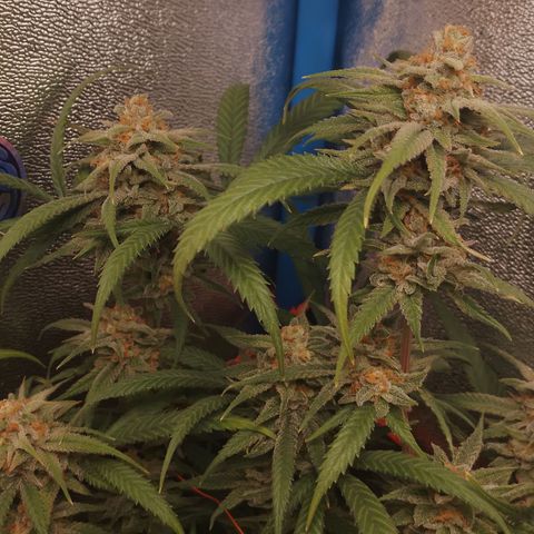 Glueberry OG & Banana Blaze #3 growlog timeline photo