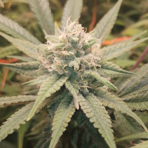 Glueberry OG & Banana Blaze #3 growlog timeline photo
