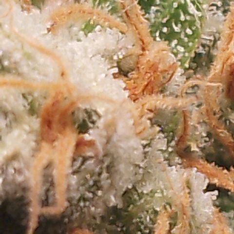 Glueberry OG & Banana Blaze #3 growlog timeline photo