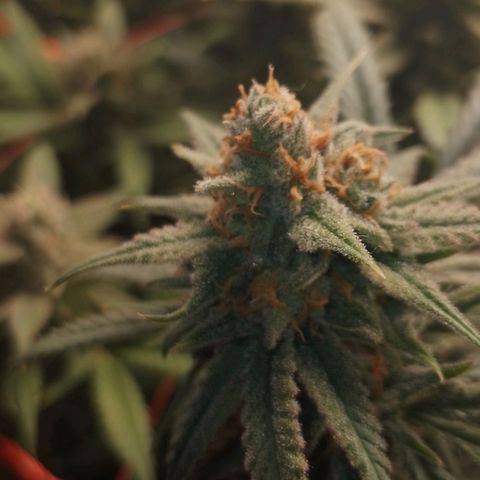 Glueberry OG & Banana Blaze #3 growlog timeline photo