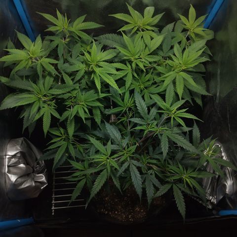 Glueberry OG y Banana Blaze #4 growlog timeline photo