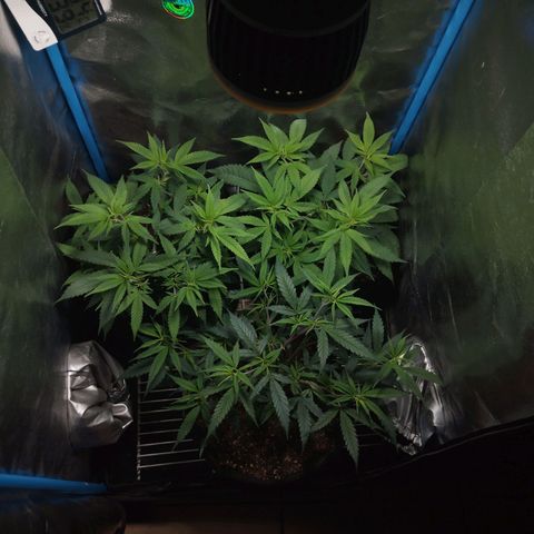 Glueberry OG y Banana Blaze #4 growlog timeline photo