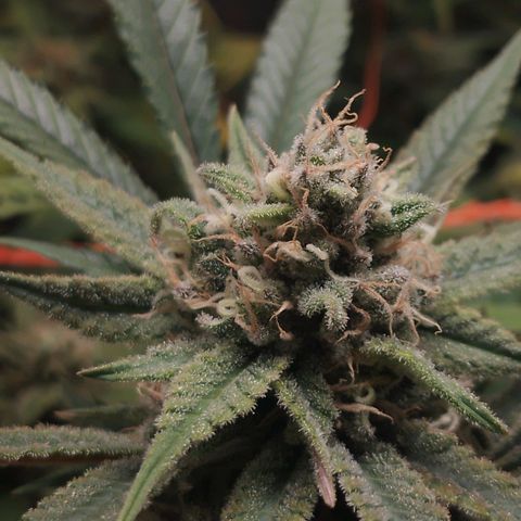 Glueberry OG & Banana Blaze #3 growlog timeline photo