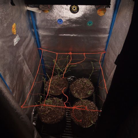 Glueberry OG & Banana Blaze #3 growlog timeline photo