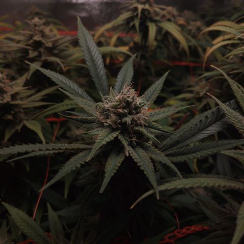 Glueberry OG & Banana Blaze #3 growlog timeline photo