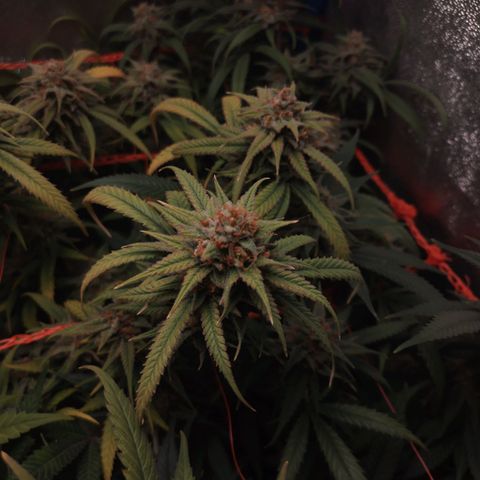 Glueberry OG & Banana Blaze #3 growlog timeline photo