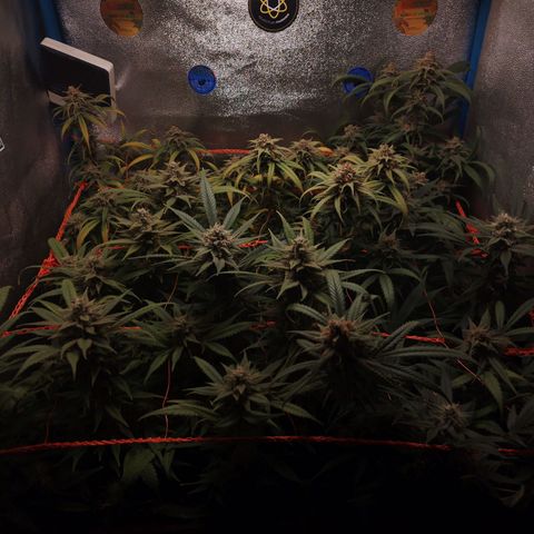 Glueberry OG & Banana Blaze #3 growlog timeline photo
